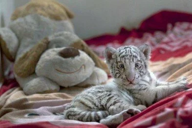 В ялтинском зоопарке умер третий тигренок