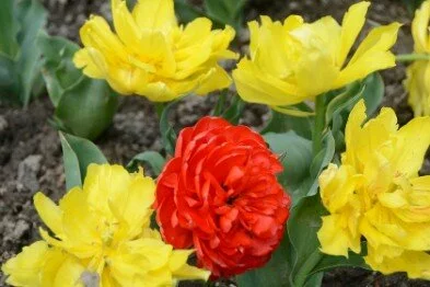 На выставке тюльпанов в Никитском ботаническом саду будут цвести 50 тыс цветов