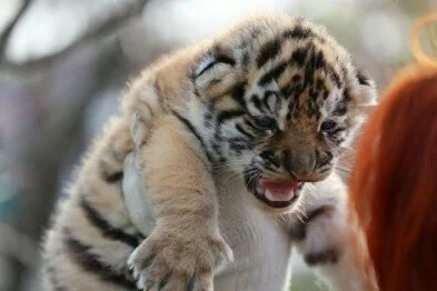 В неработающем ялтинском зоопарке родились амурские тигрята