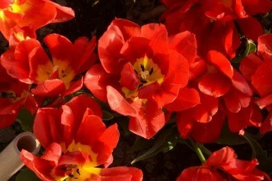 50000 тюльпанов цветут одновременно в Никитском саду