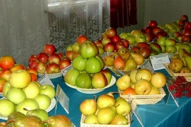 Никитский сад презентует новые сорта груши, яблок, айвы, миндаля, грецкого ореха, земляники, персика и черешни